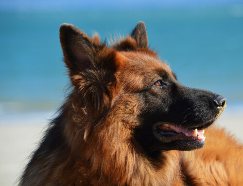 10 Reasons For German Shepherds